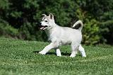SIBERIAN HUSKY 388